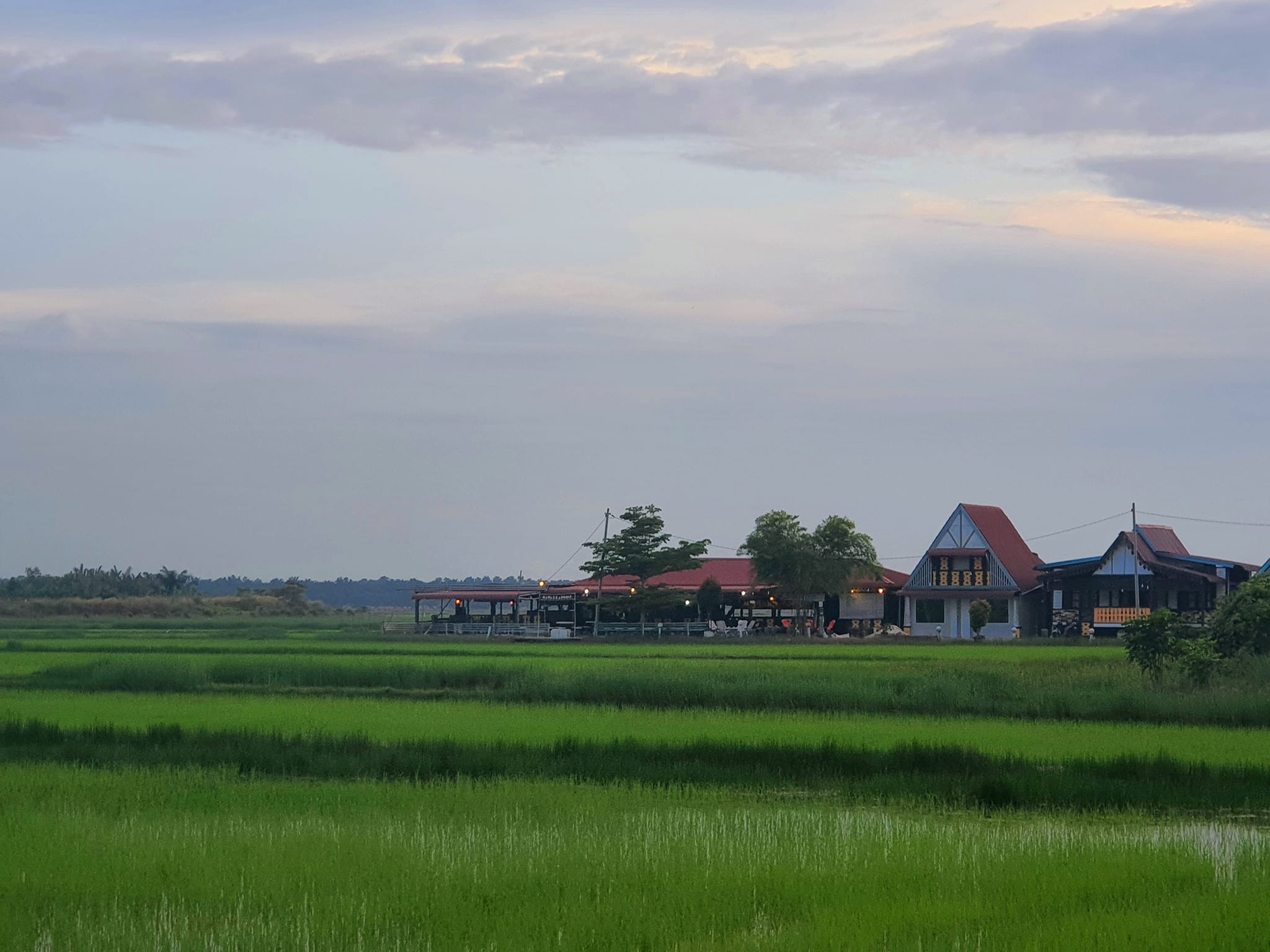 Sawah padi, lapang, dan luas, memberikan kedamaian.