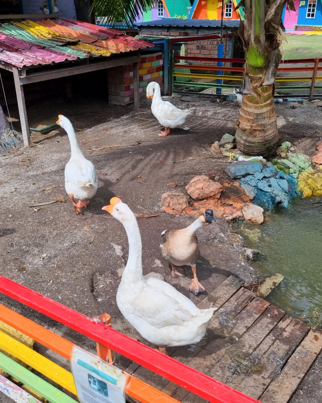 Melihat angsa dan itik yang comel di mini zoo Kuala Selangor Cabin Camp