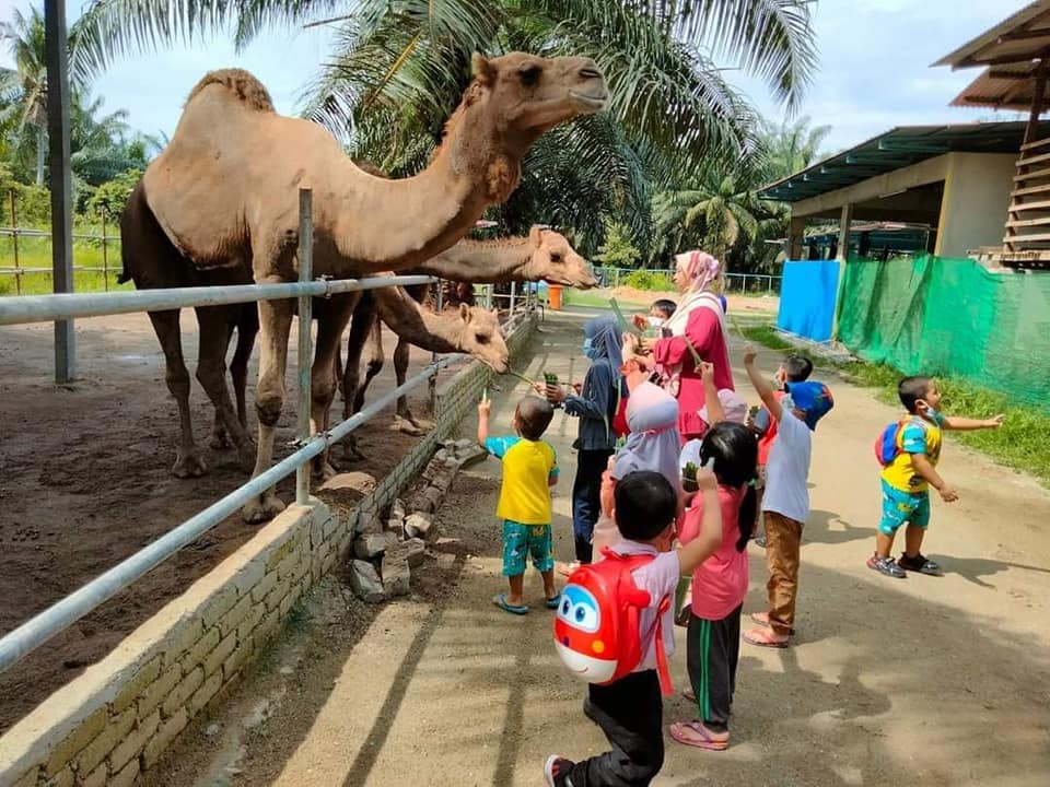 Suasana kanak-kanak memberi unta makan