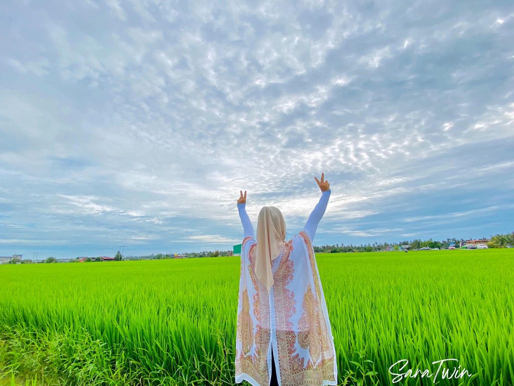 Suasana sawah padi sekinchan