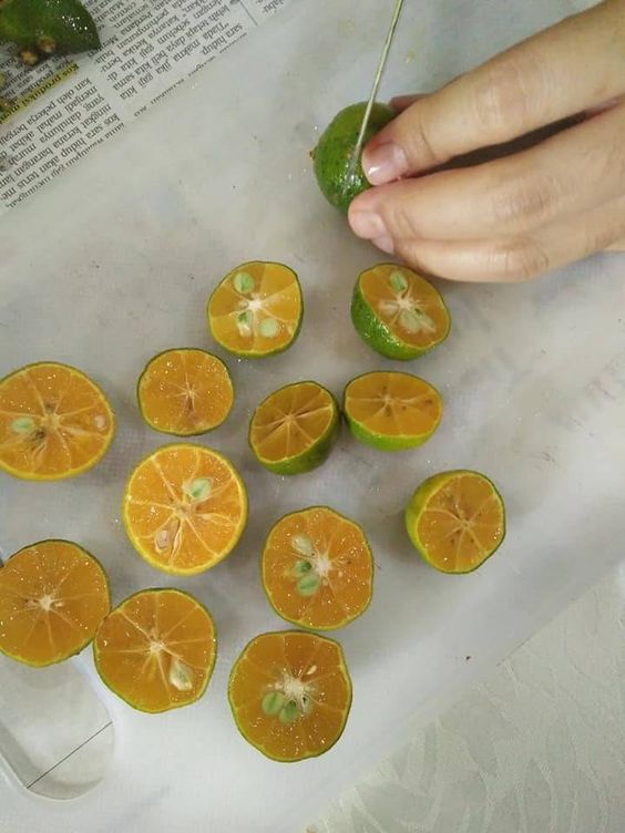 Limau Katuri Dibuang Biji