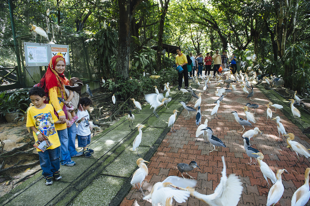 Suasana Bersama Burung