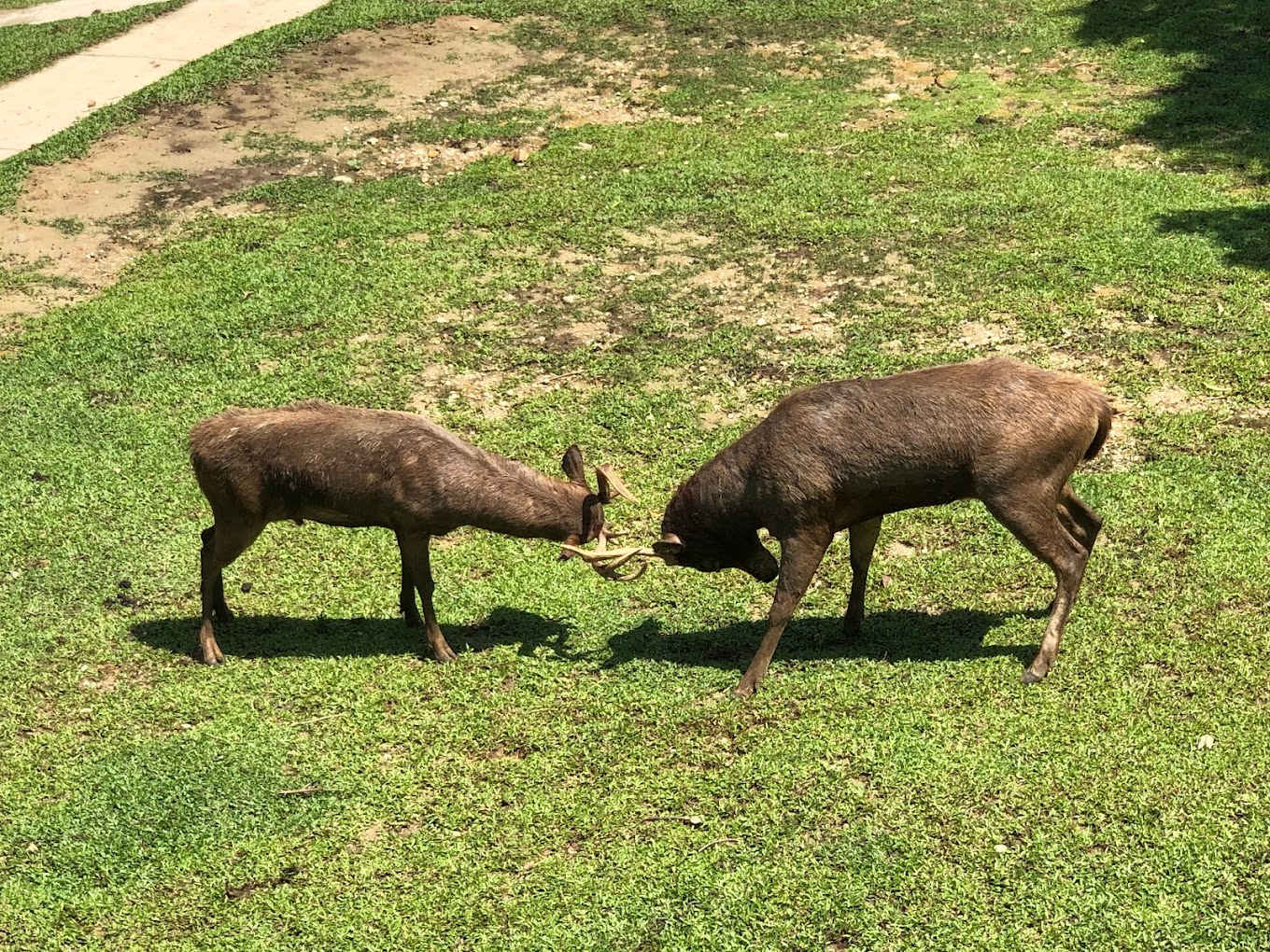 Rusa Yang Ada Di Sana
