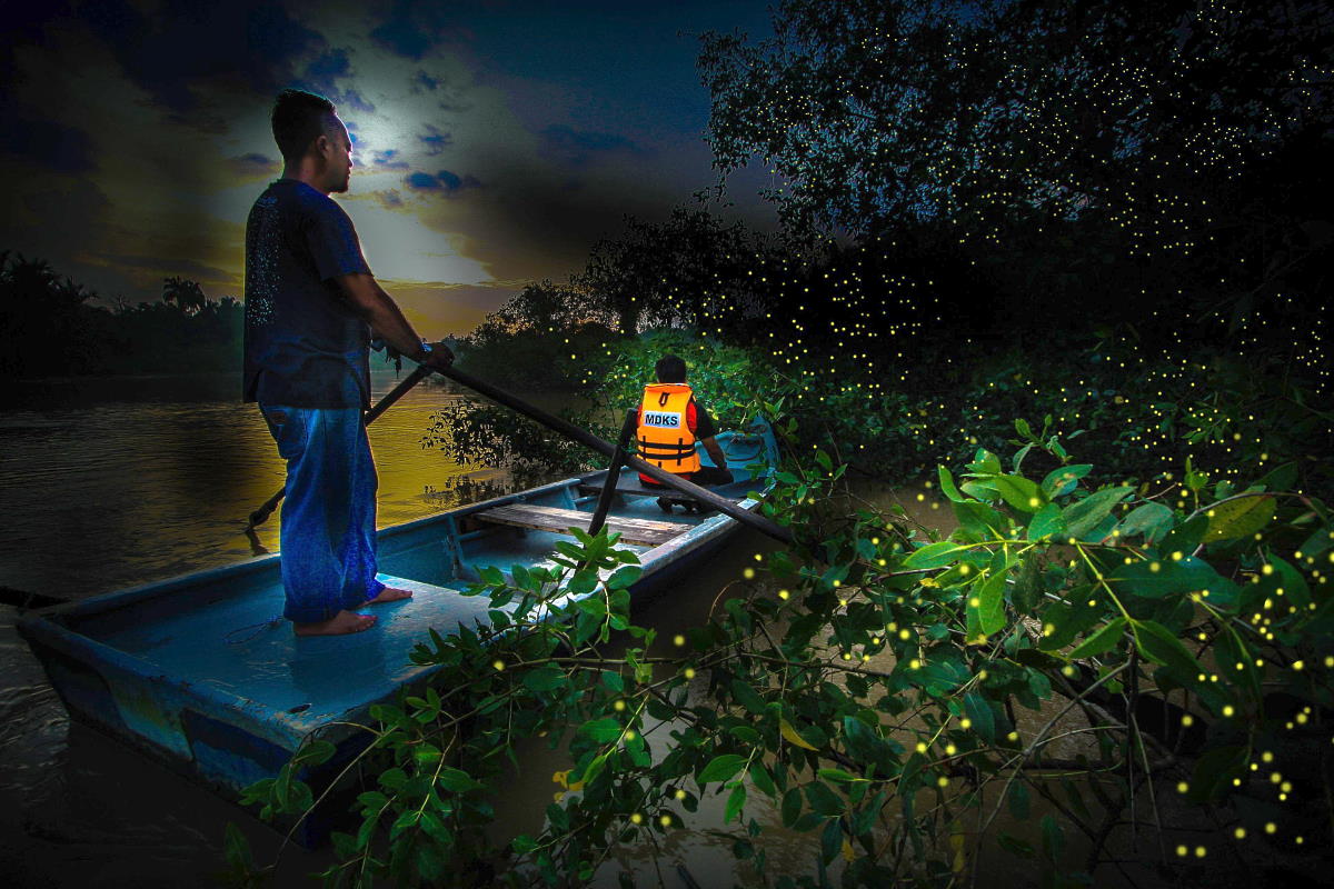 Kelip-kelip yang berada di kg kuantan