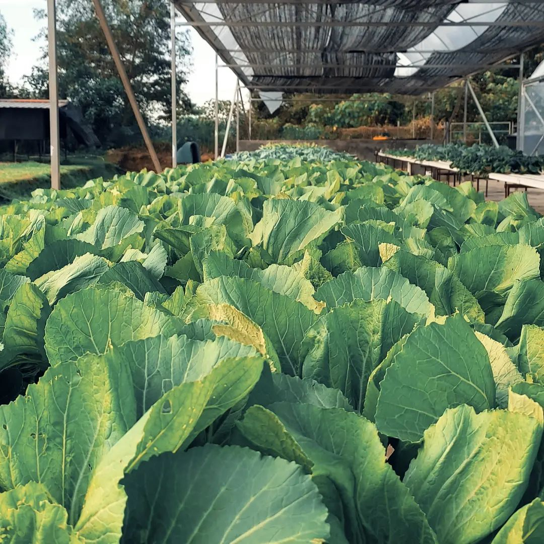 Kebun sayur yang segar di The Acre By Farm Fresh.