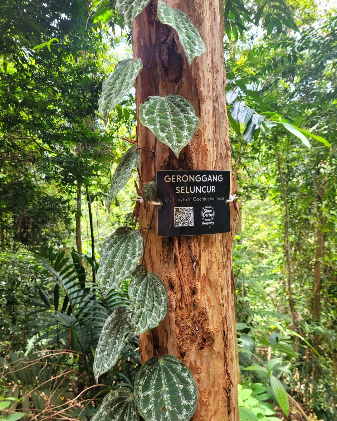 Terdapat Papan Tanda Untuk Mengenali Spesis Flora & Fauna