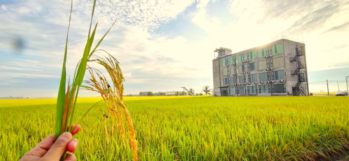 Terletak Di Antara Sawah Padi Memang Cantik Dan Tenang