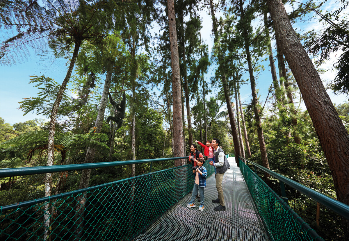 Selain Daripada Awana Trail, Kat Sini Pun Ada Hutan Hujan Tropika Untuk Korang Bersantai Tau