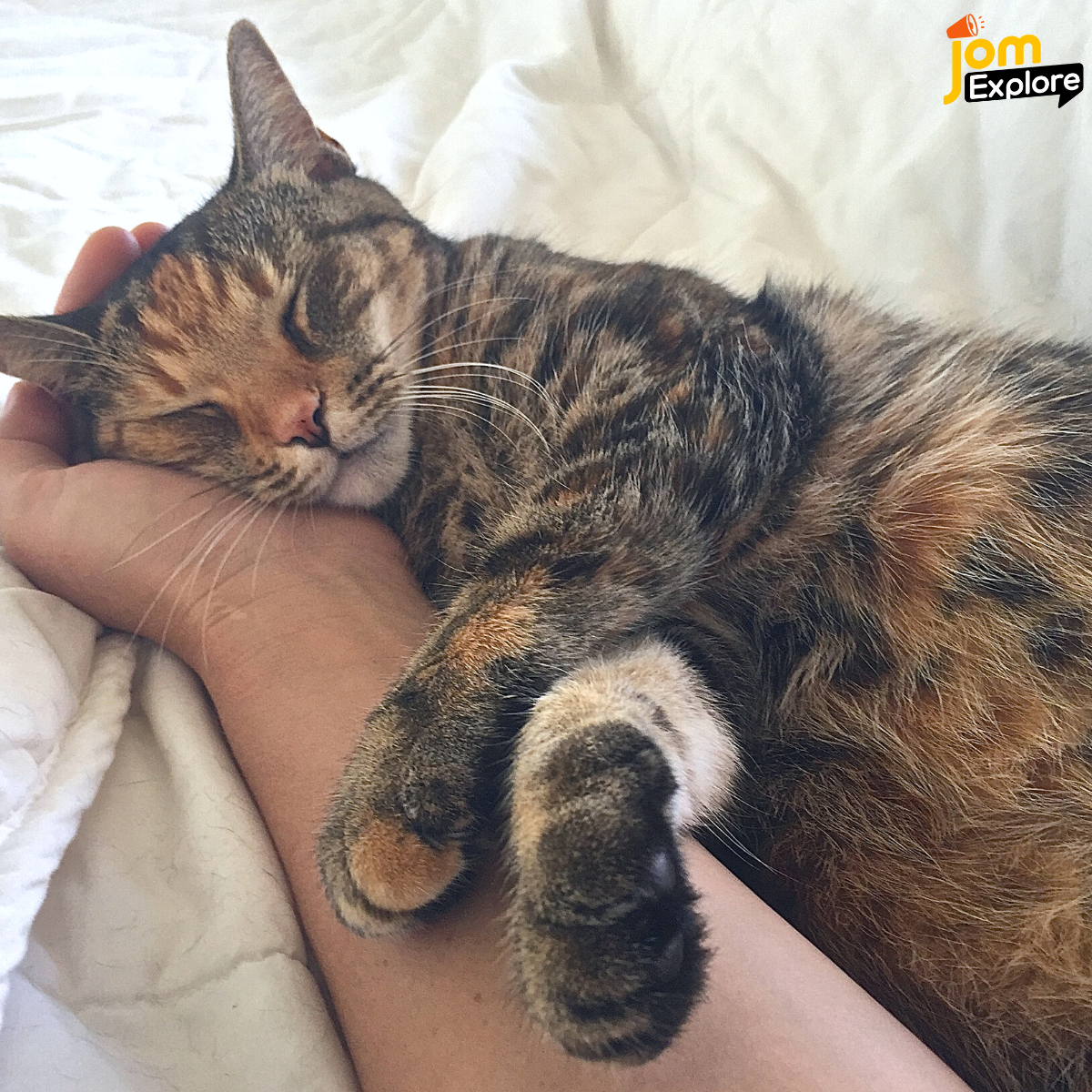 Mereka Akan Purr Pada Kita Ketika Dibelai