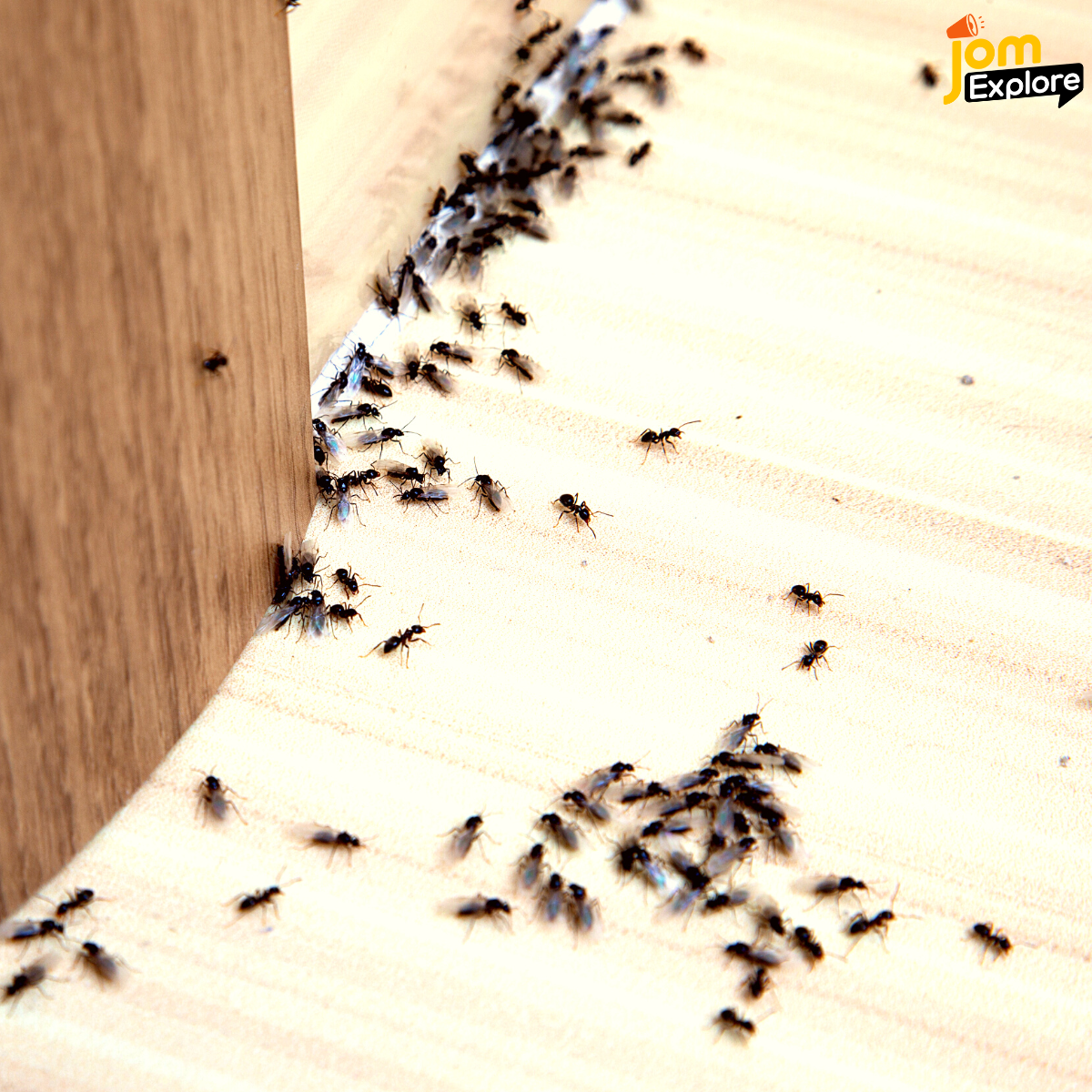 Bucu-bucu Rumah Memang Kegemaran Serangga