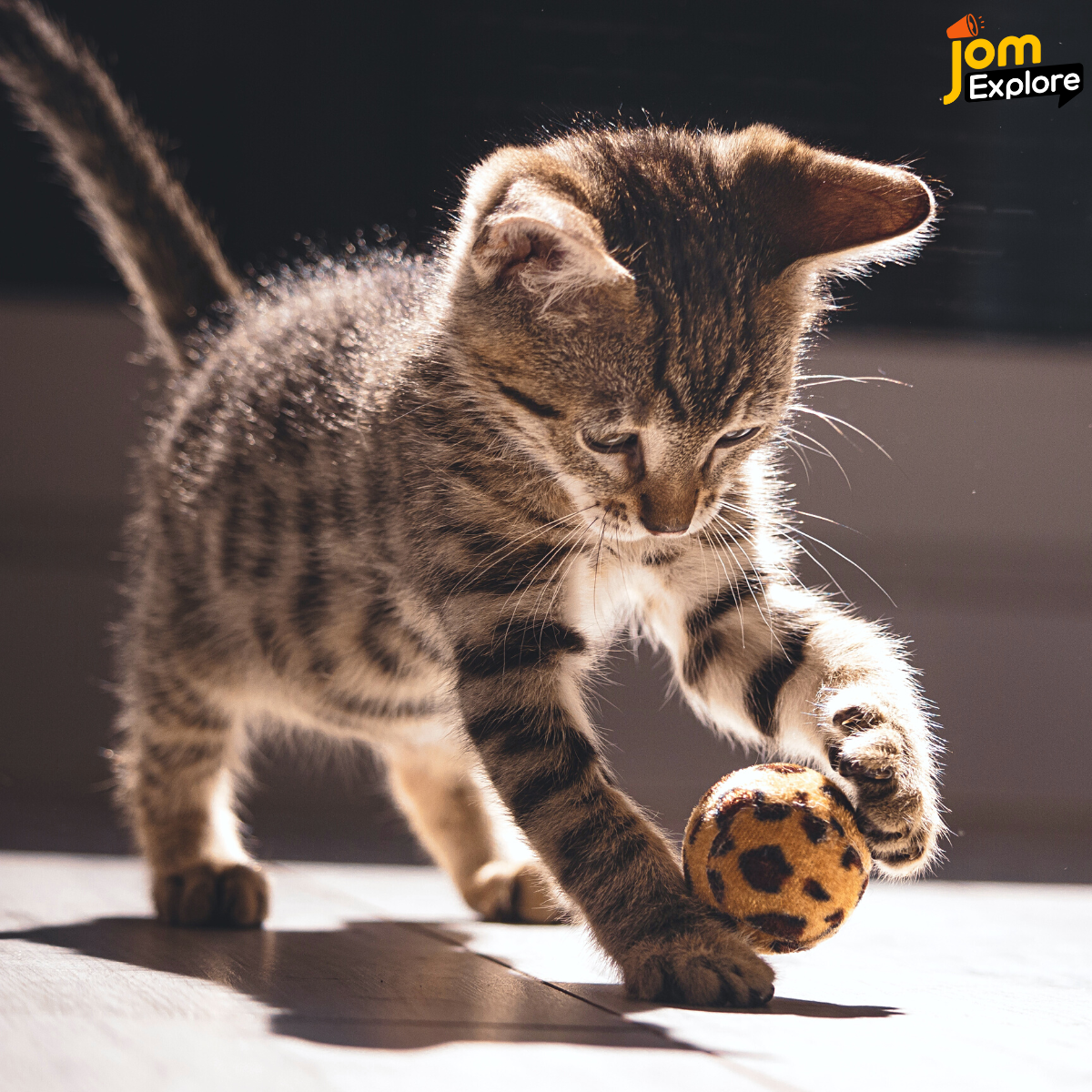 Cilik Dan Comel Inilah Haiwa Kesayangan Manusia