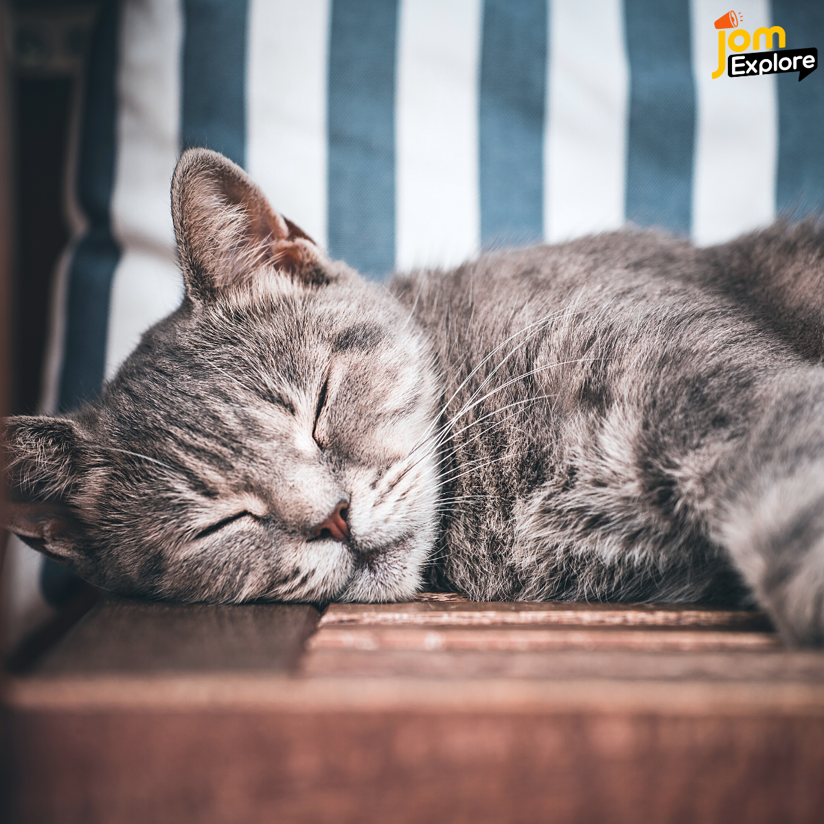 Waktu Tidur Amat Penting Bagi Mereka Tau