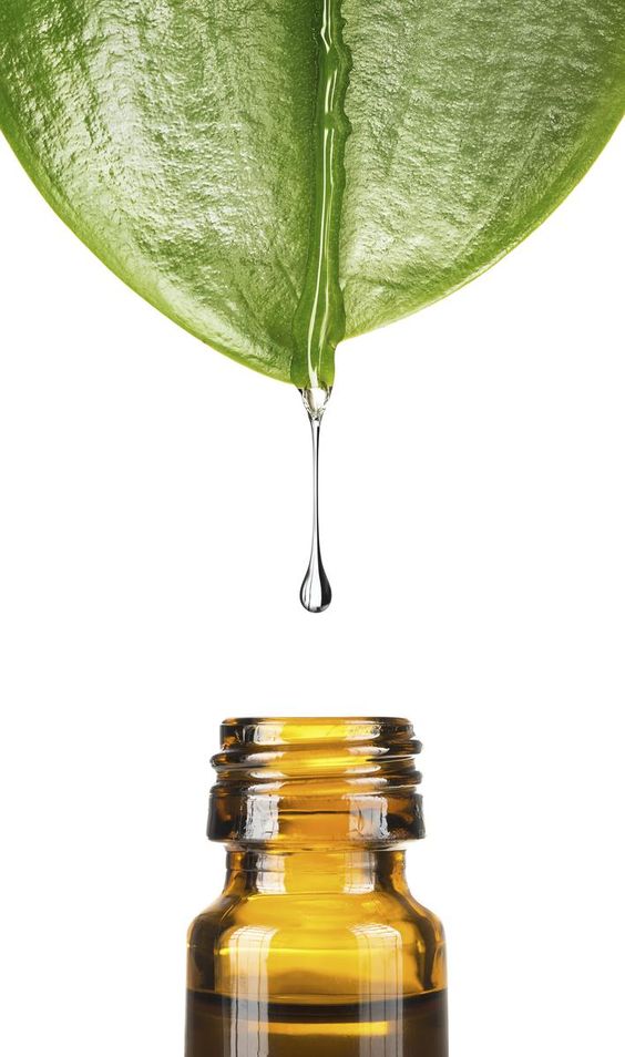 Tea Tree Oil Mempunyai Pelbagai Khasiat!