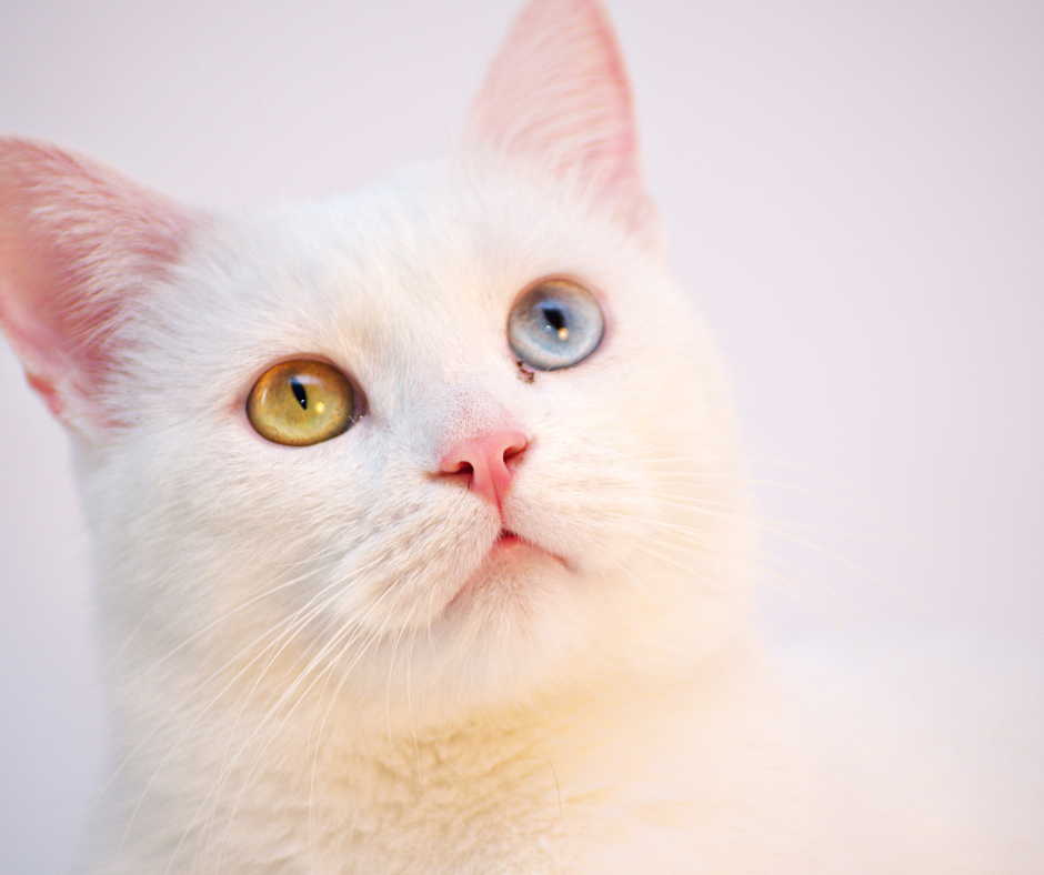 Ramai sukanya sebab warna putihnya yang berseri-seri