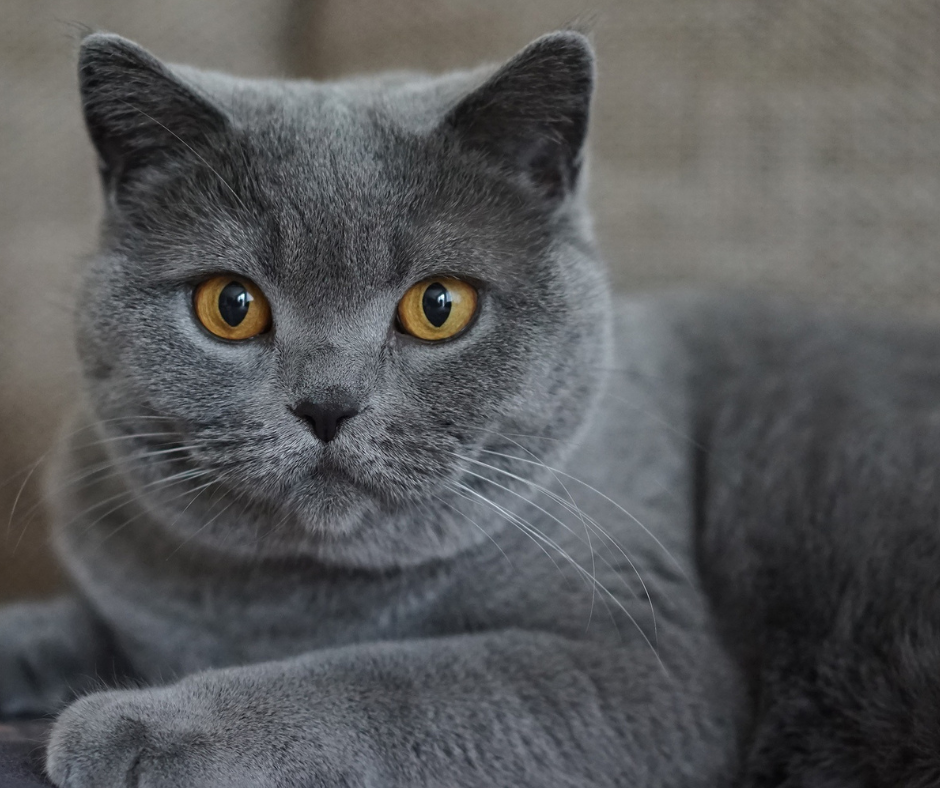 Si Kelabu suka kacau kucing lain?