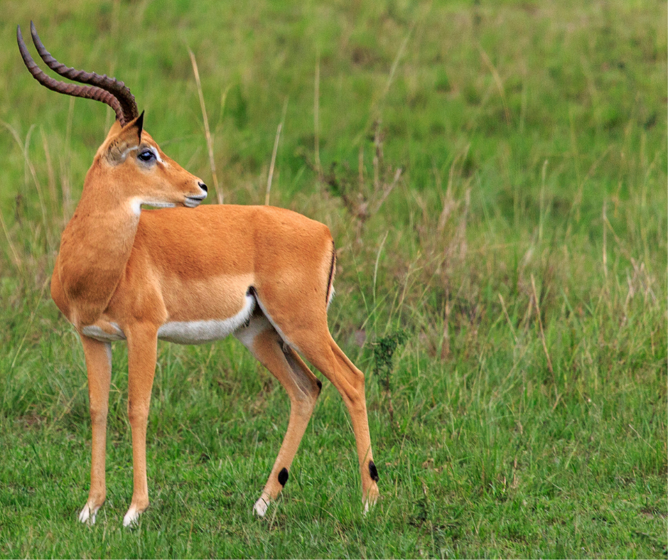 Kaya dengan fauna dan flora yang unik. 