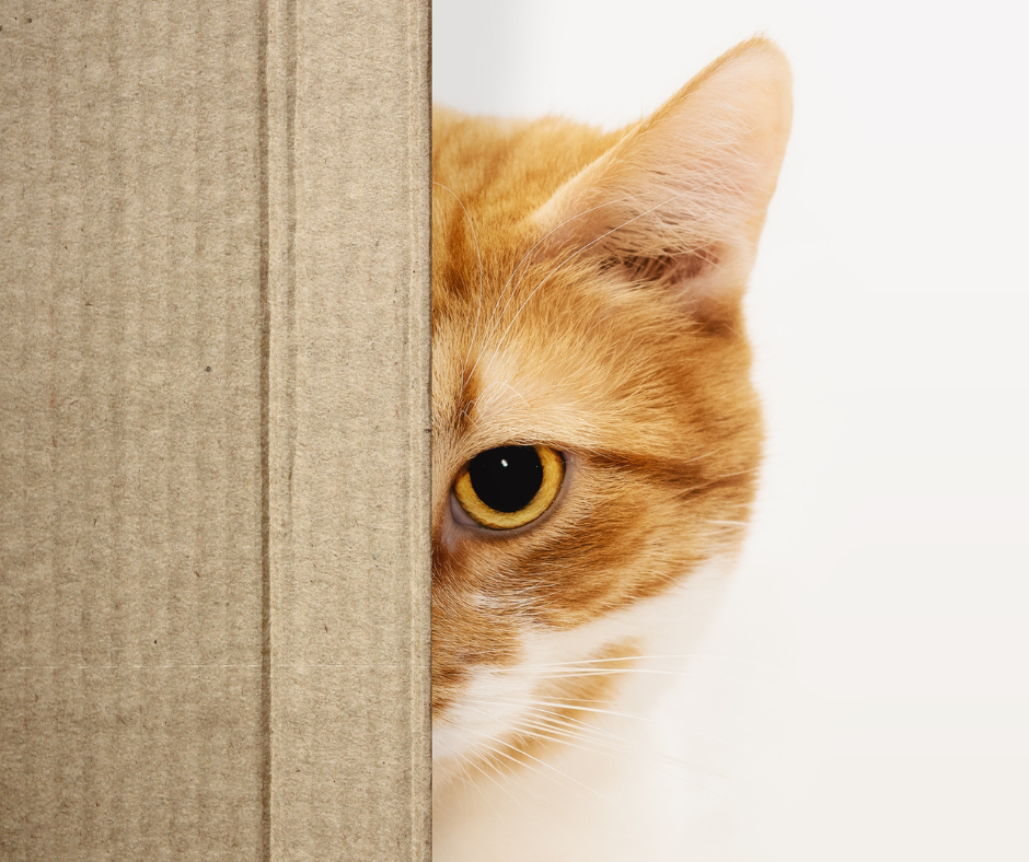 Kucing Ikut Warna - Rahsia Kepribadian Mengikut Warna Bulunya