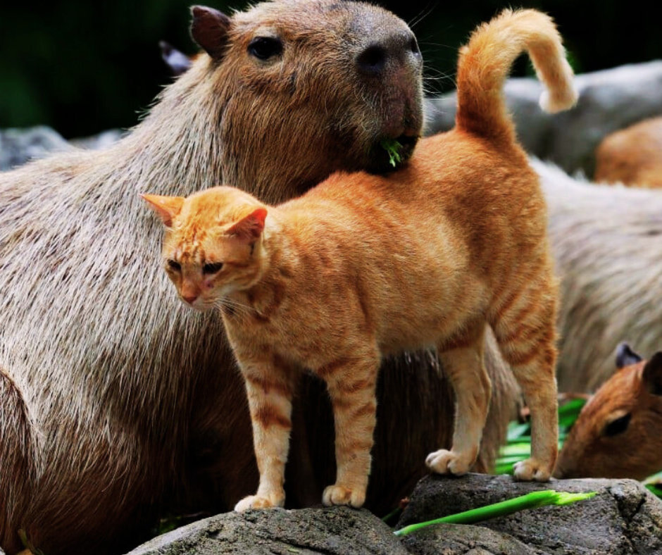 Si Oyen yang paling terkenal di Malaysia.