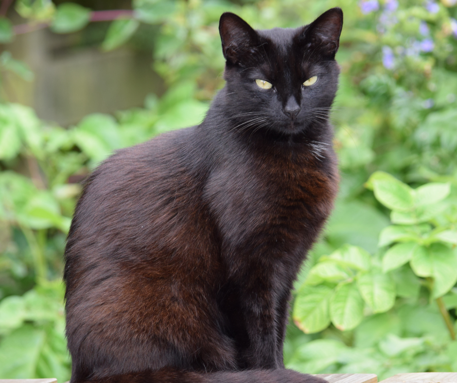 Sebenarnya si hitam ini taat dan penyayang.