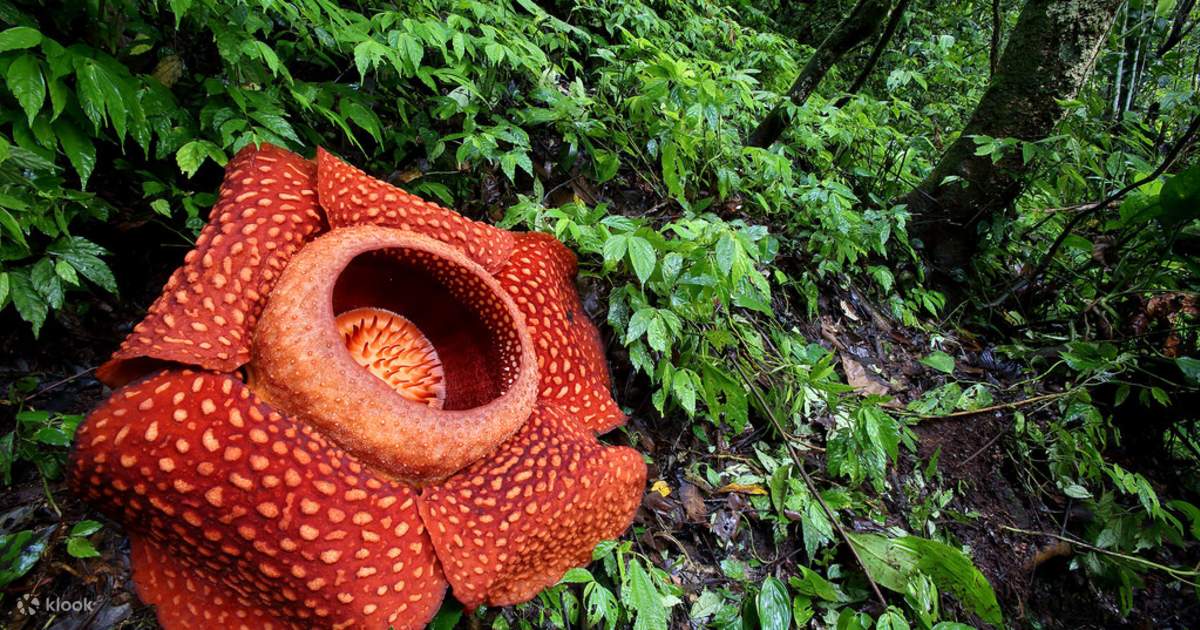 Inilah Rupa Pokok Rafflesia Yang Popular Tu