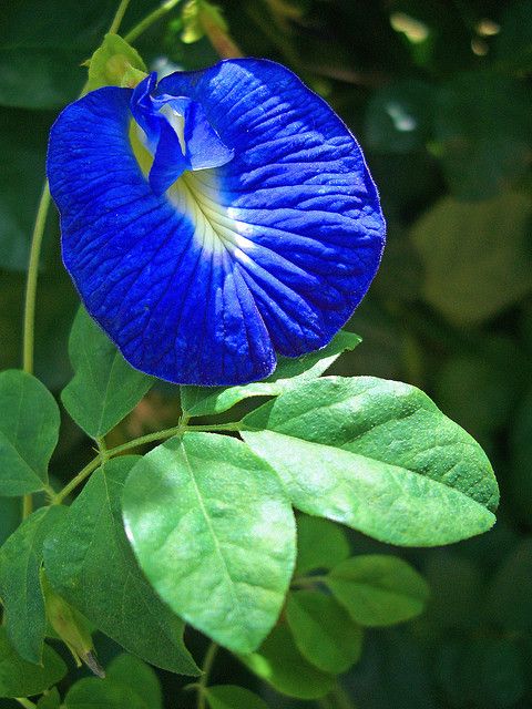Salah Satu Bahan Utama UNtuk Nasi Kerabu, Bunga Telang