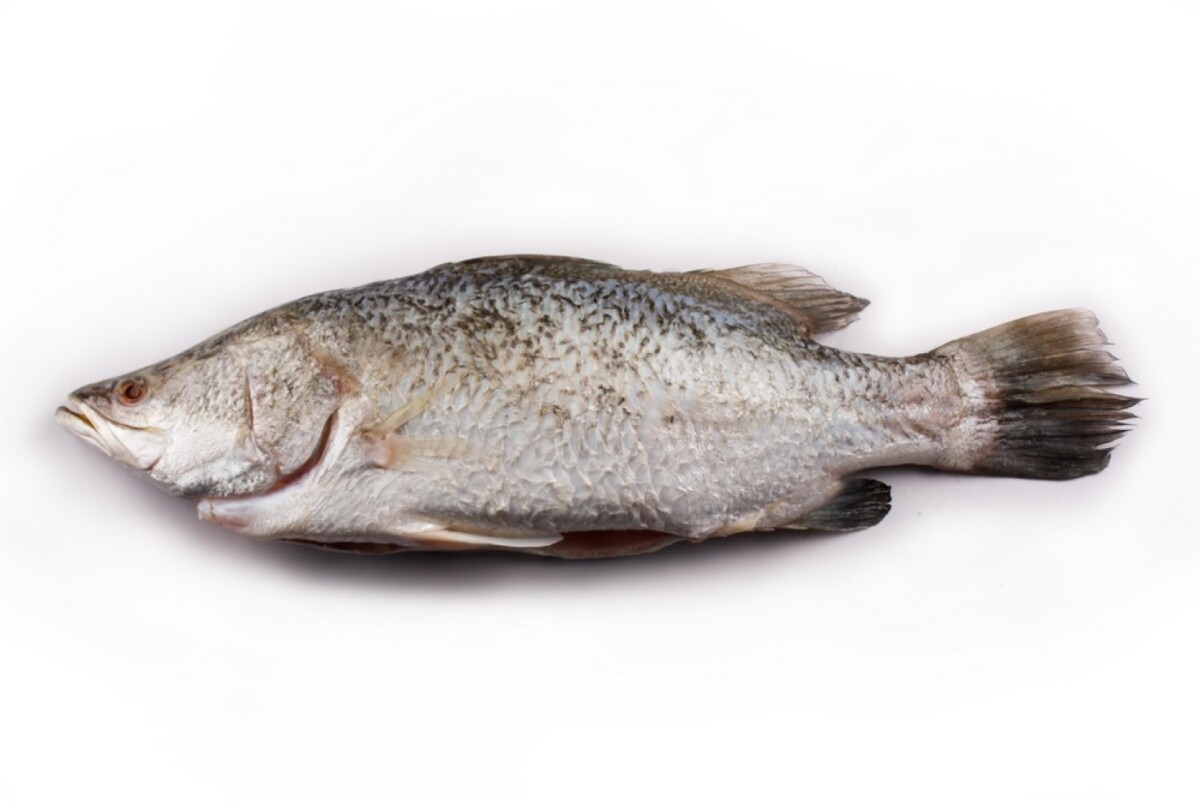 Antara ikan yang sesuai digunakan adalah ikan bakar