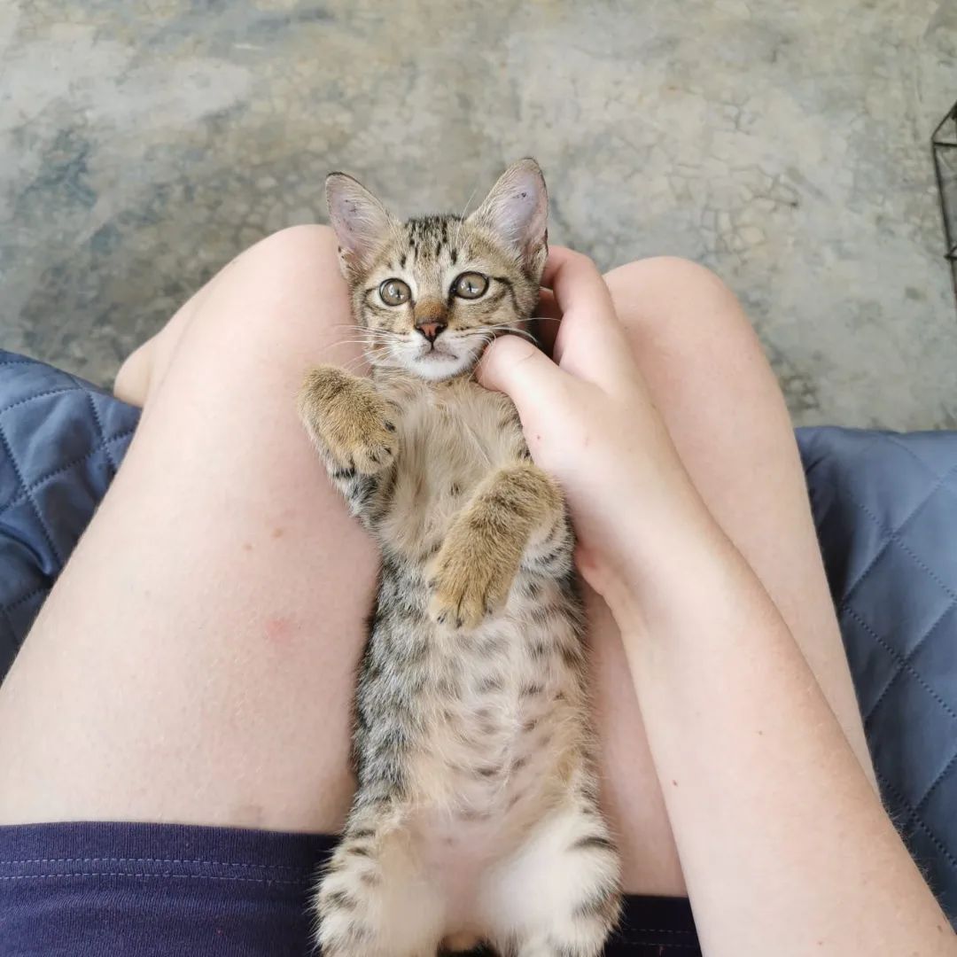 Jom Terokai Cat Beach Sanctuary.