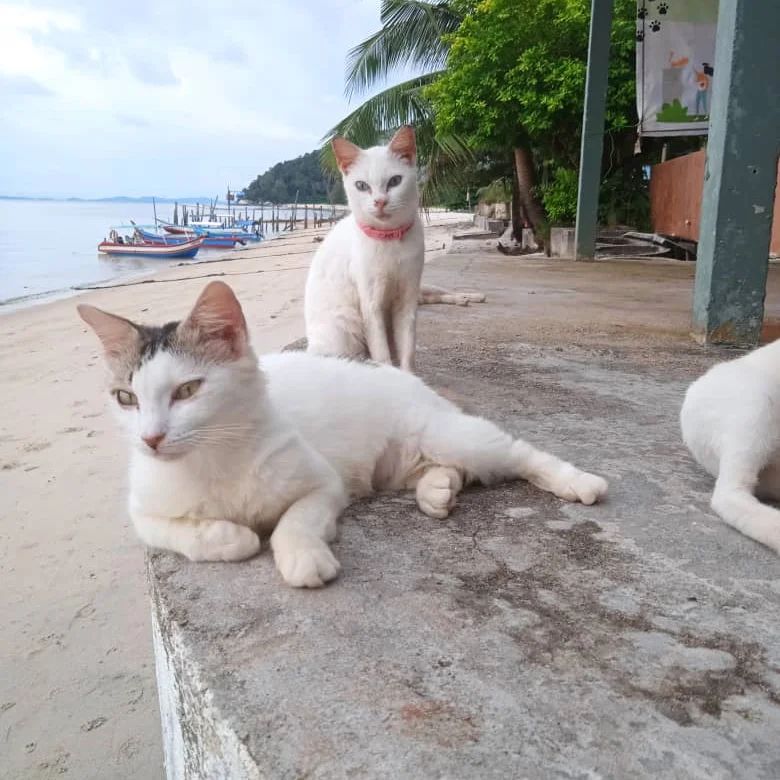 Antara kucing jalanan yang diselamat oleh mereka.