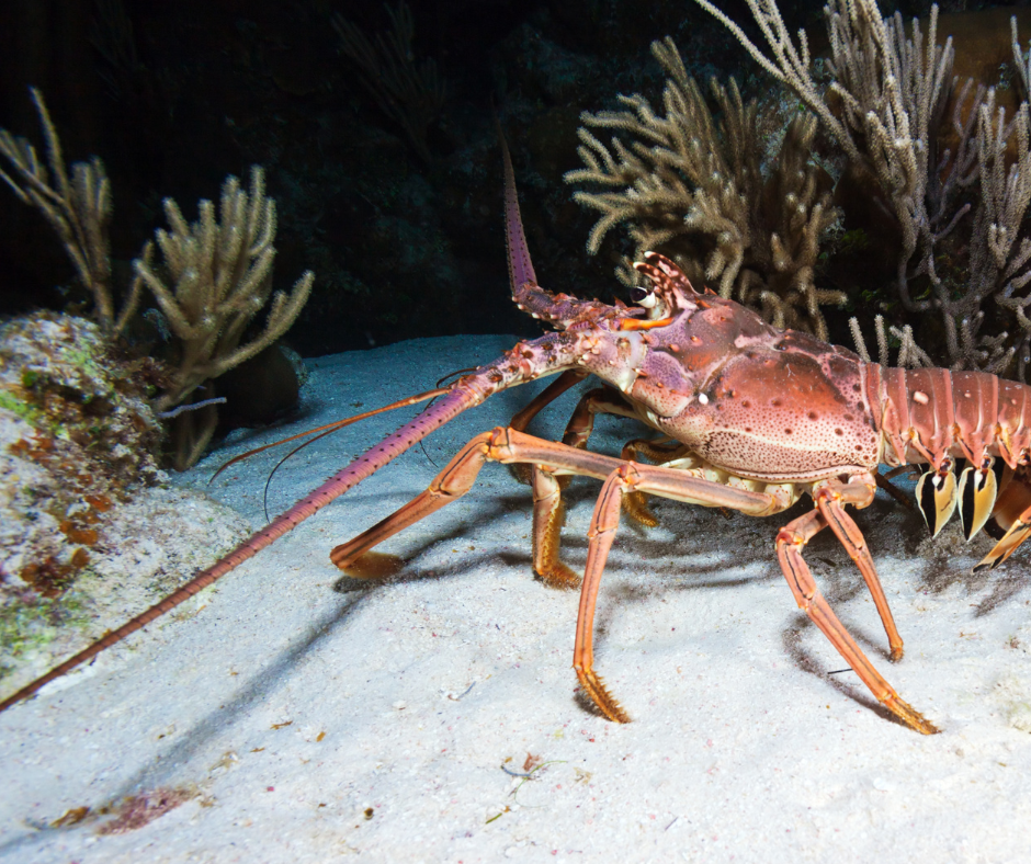 Sesetengah udang galah boleh hidup lebih daripada 100 tahun!?