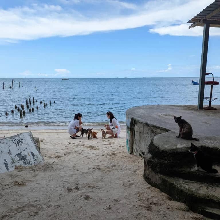 Main dengan kucing di pantai teluk bahang: pengalaman unik di Cat Beach Sanctuary
