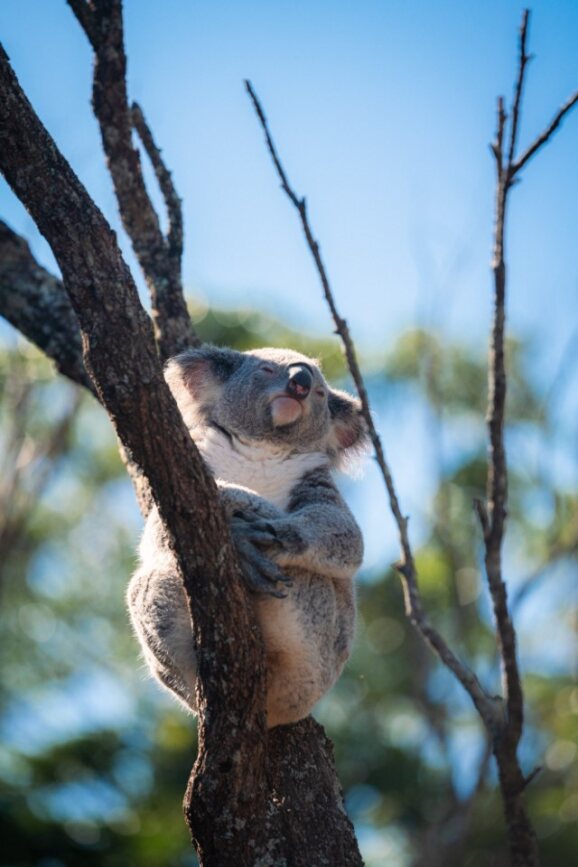 Mesti lah datang Sydney nak tengok Koala comel ni kan?