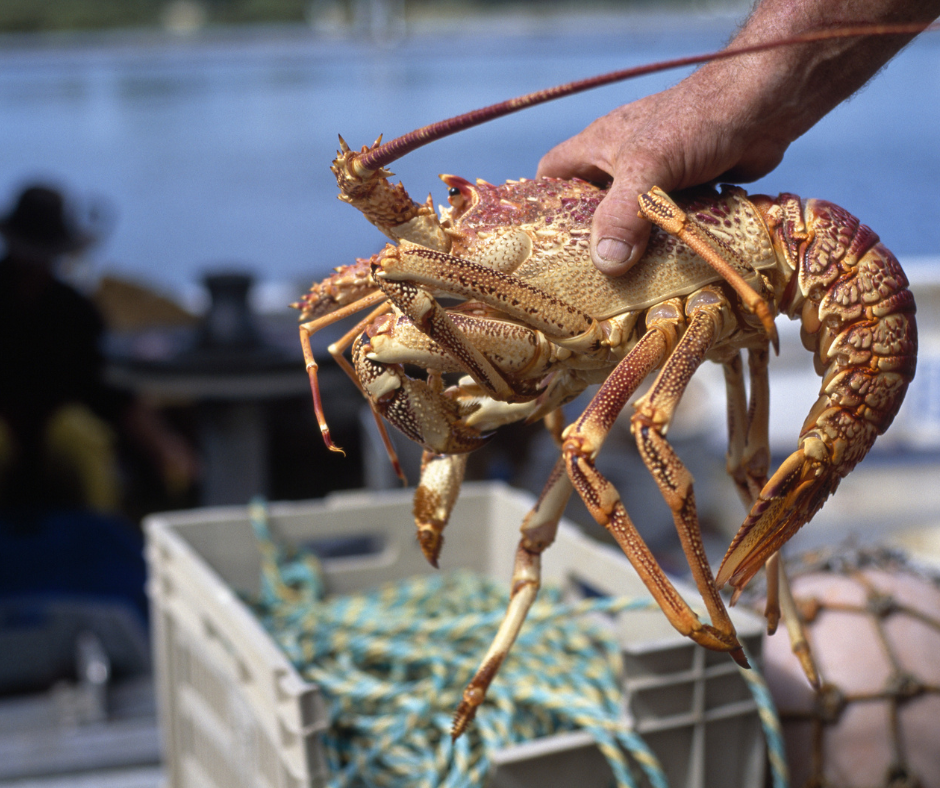 Lobster atau udang galah, dari perairan dalam ke carta makanan mewah, keunikan dan kelazatan yang memikat hati