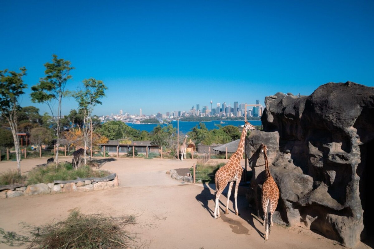 Taronga Zoo yang telah dibuka sejak tahun 1916 tau