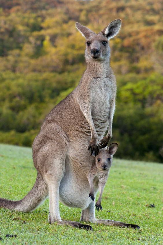 Haiwan cilik comel ini hanya wujud di Australia