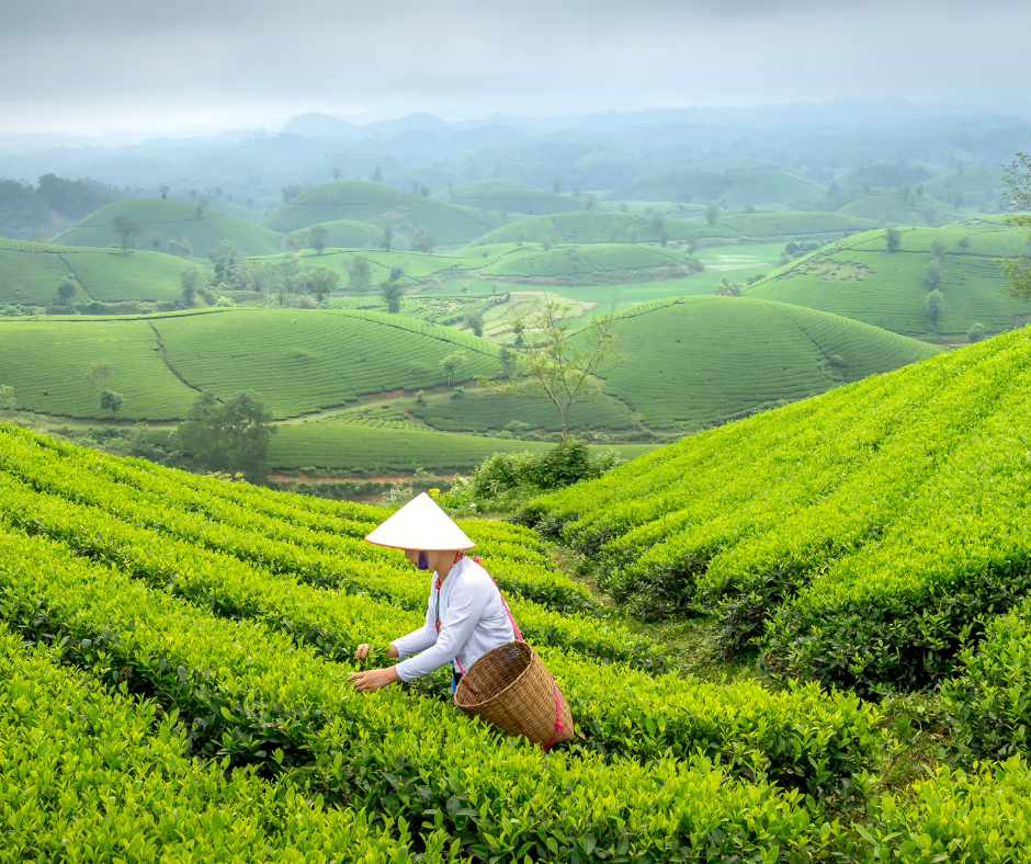 Pengeluar teh hijau terbesar ialah China, menghasilkan jumlah yang mengagumkan sebanyak 2.4 juta tan setahun. 