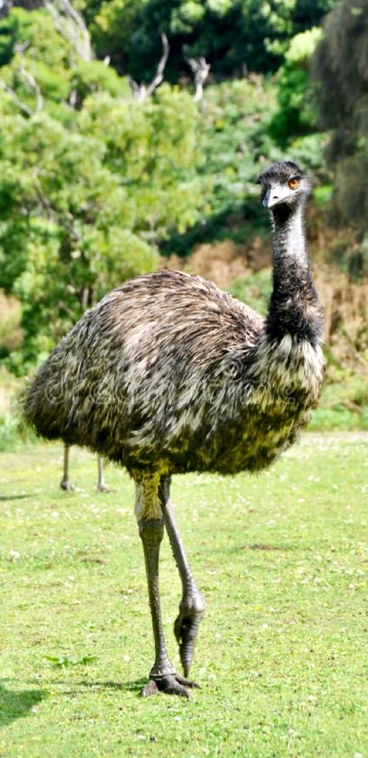 Musuh mereka, burung Emu telah menang peperangan antara manusia