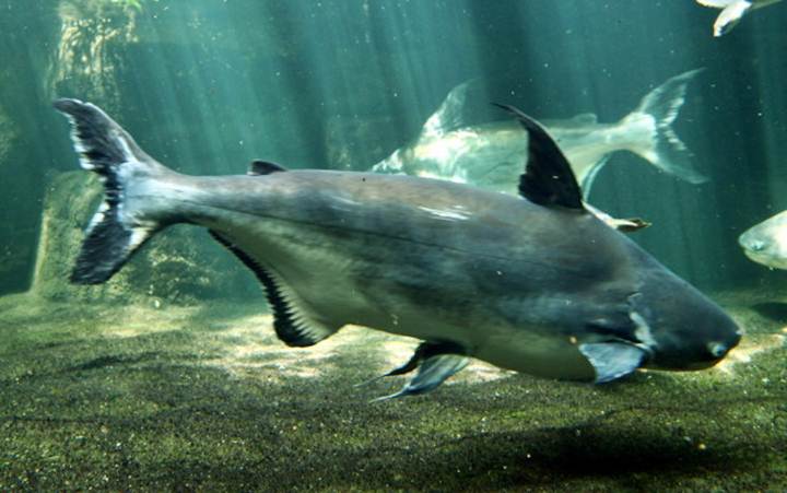 Insang pada mulut ikan patin membuatkannya senang untuk dibezakan dengan ikan lain