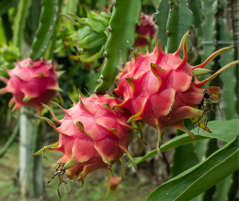 Ia adalah hasil daripada spesies kaktus yang dikenali sebagai kaktus tumbuh malam atau Hylocereus