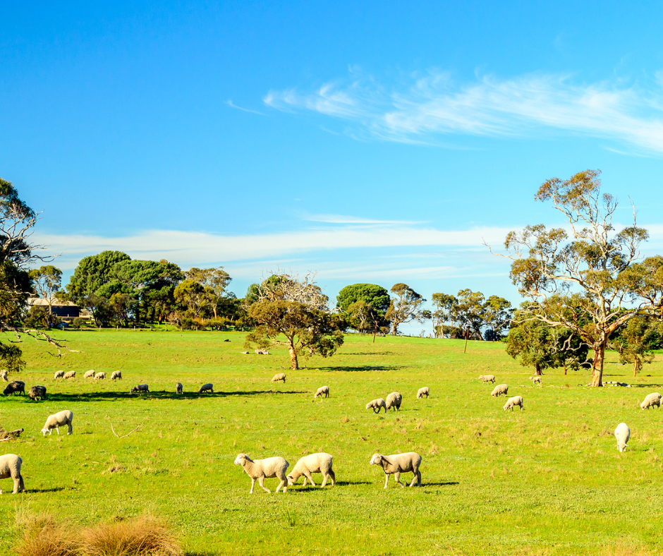 Ladang yang luas. sesuai membela biri-biri.