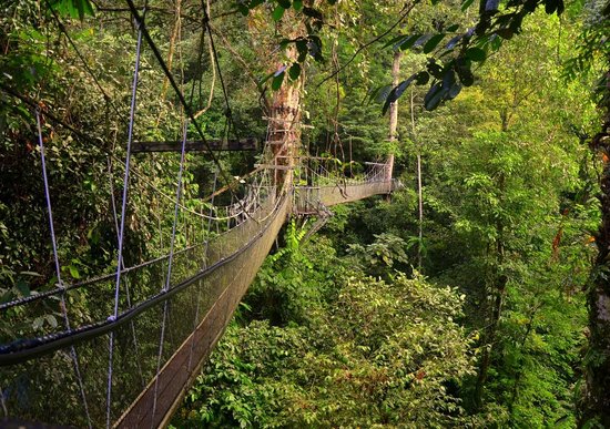 Laluan hutan kanopi terpanjang dalam dunia