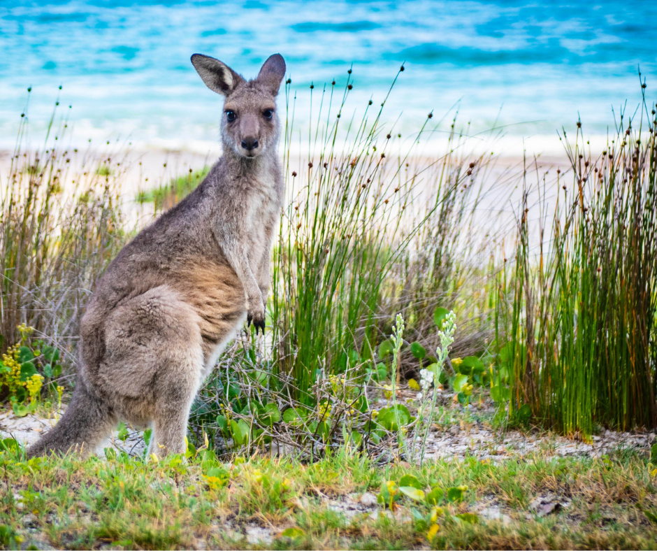 Australia, Benua Keenam Terbesar: Keindahan Alam dan Sejarah yang Mempesonakan