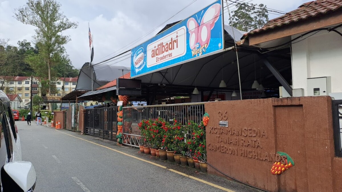 Mereka turut menjual buah strawwberry untuk korang pilih tau