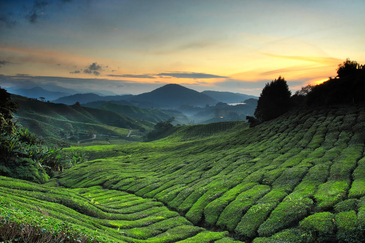Cameron Highland kekal popular terutama musim cuti sekolah!