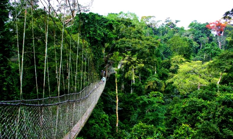 Canopy Trail seperti ini memberikan korang peluang untuk melihat dari titik pemerhatian tinggi