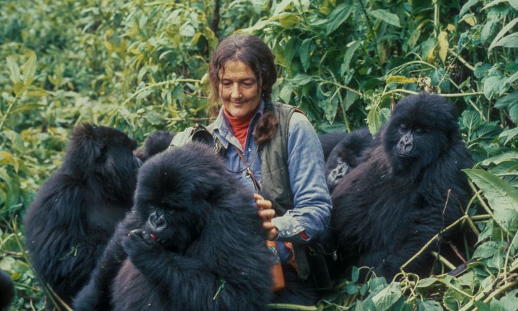 Usaha Dian Fossey untuk melindung habitat haiwan daripada pupus