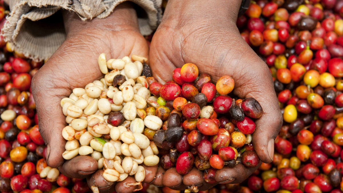 Kopi yang dihasilkan mempunyai rasa unik tersendiri