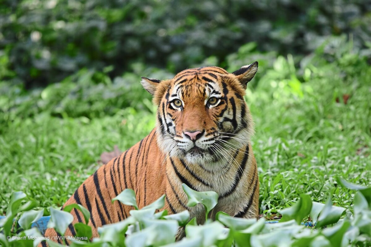 Harimau Malaya yang menjadi lambang negara kita!