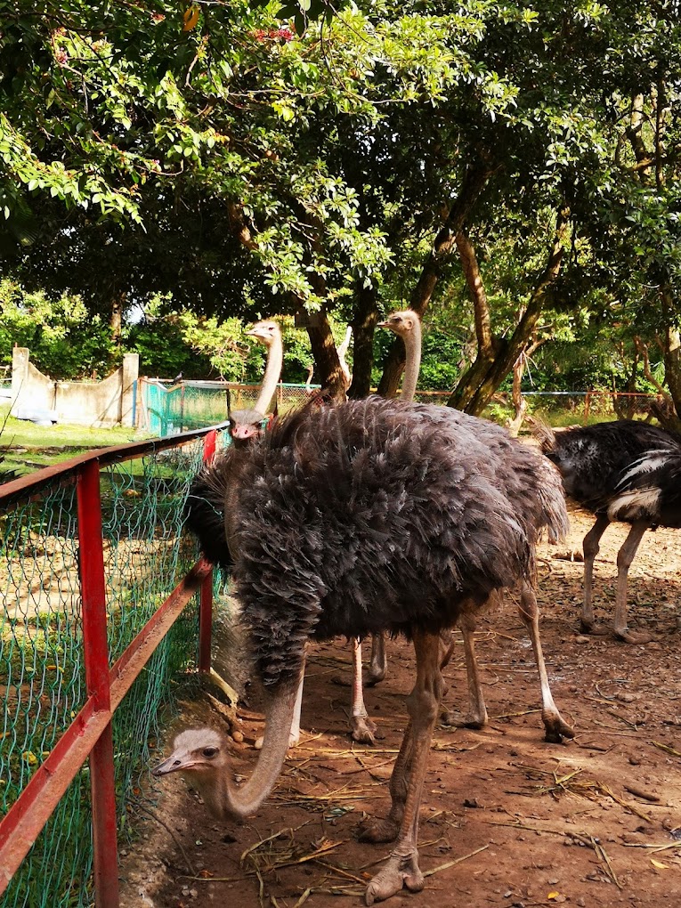 Kalau bosan cuba ajak burung unta tu lumba lari