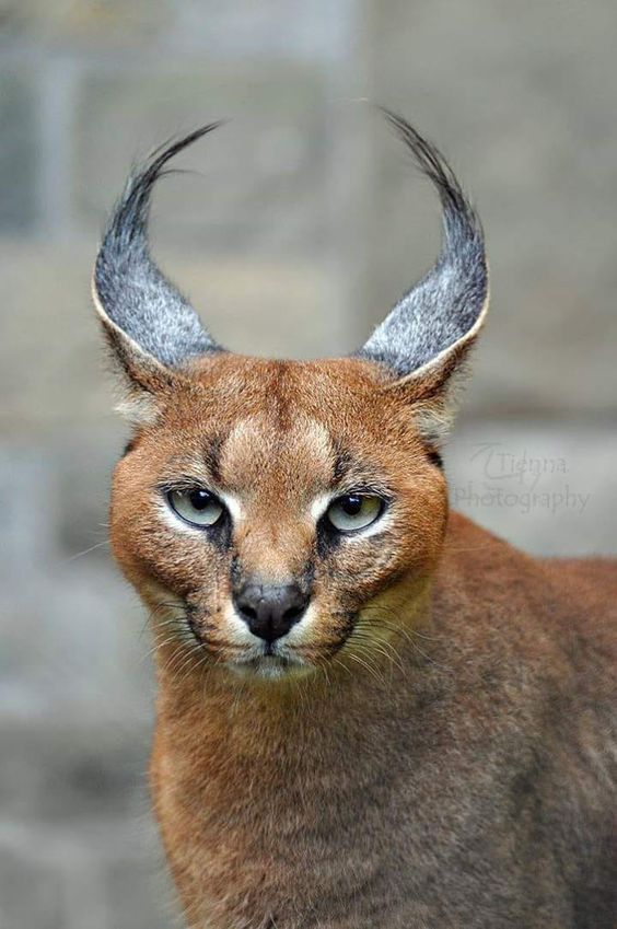 Memiliki saiz besar kerana habitat liar