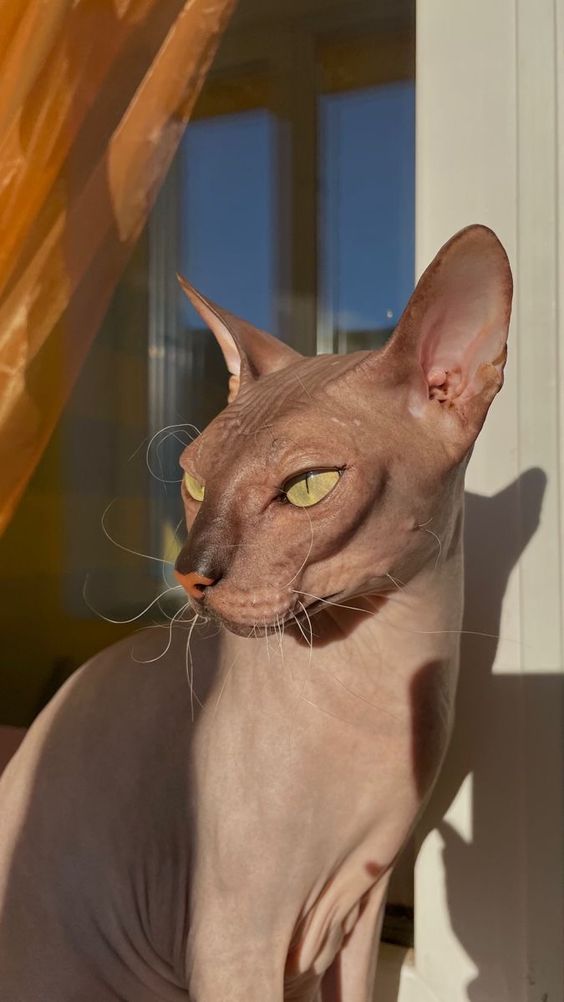 Walaupun tiada bulu, baka ini sangat popular